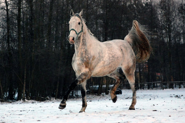 Wpis kjtrojka