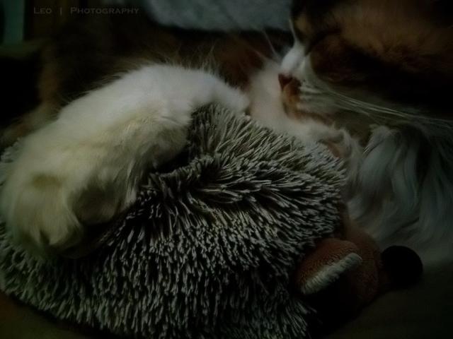 Przytul si do misia :)