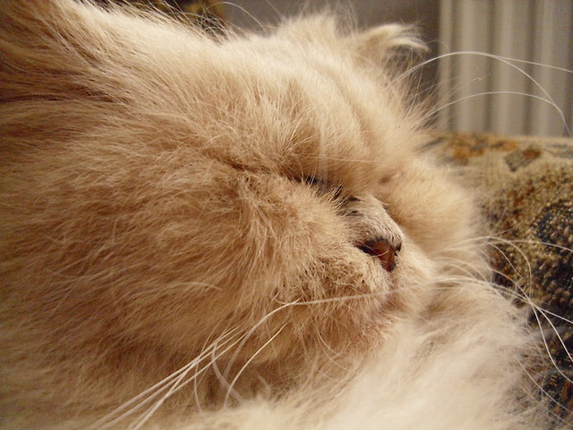 kiciu:)