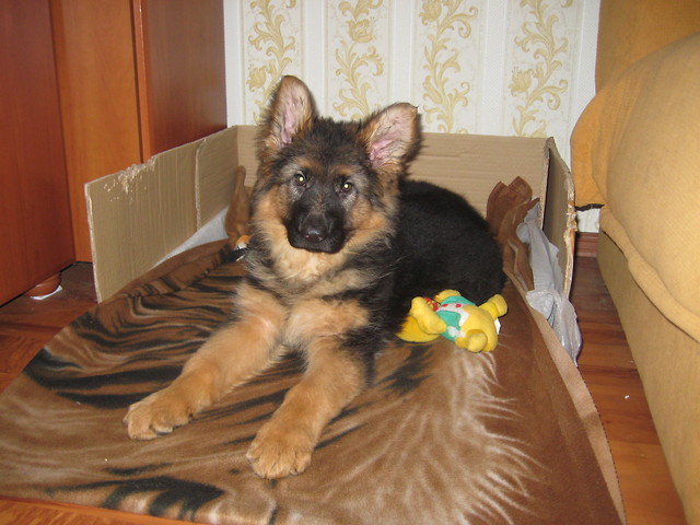 Carmen