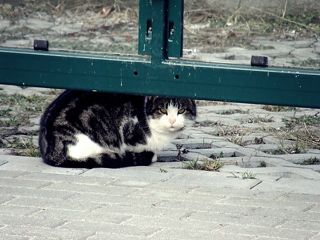 Kicia.