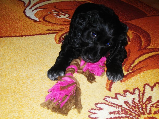 skarbu.;*