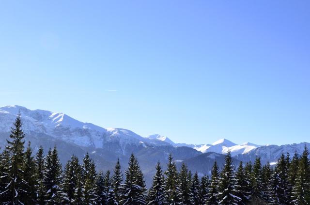 Snowy trees.