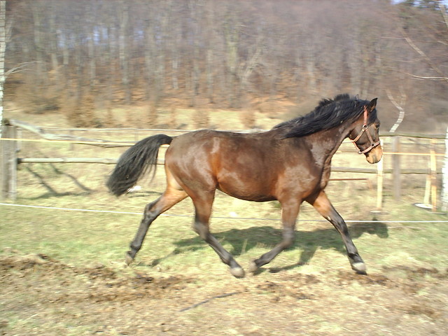 [54] Aman