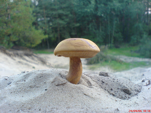 Grzybek wyrs w piasku :)