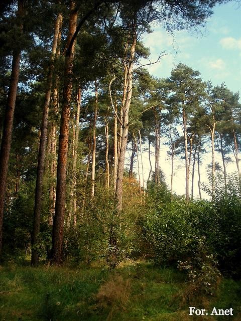 szkoa