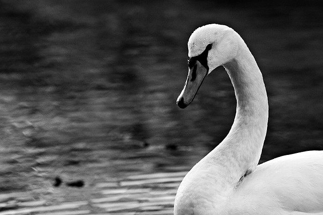Swan I