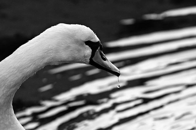 Swan II