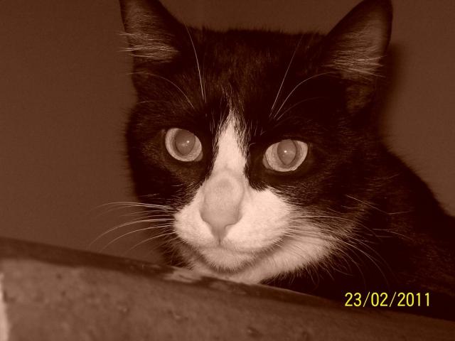 Moja kocia  pikno :)