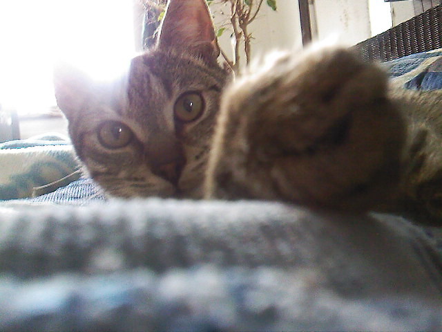koty