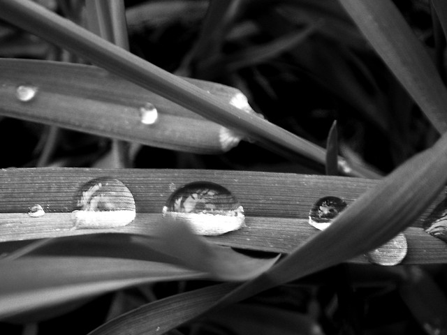 my tears on  the grass