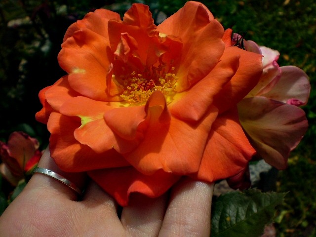 Wpis flowerondesert