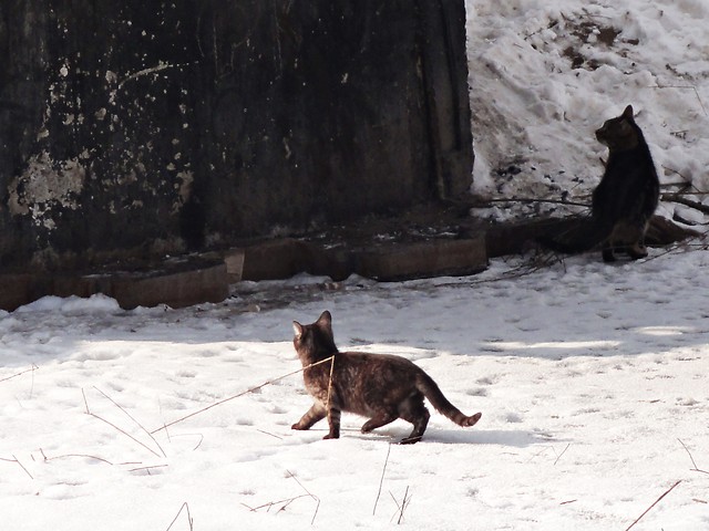 Kotki