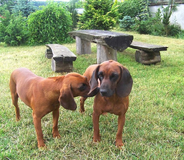 Kora, Nutka 
