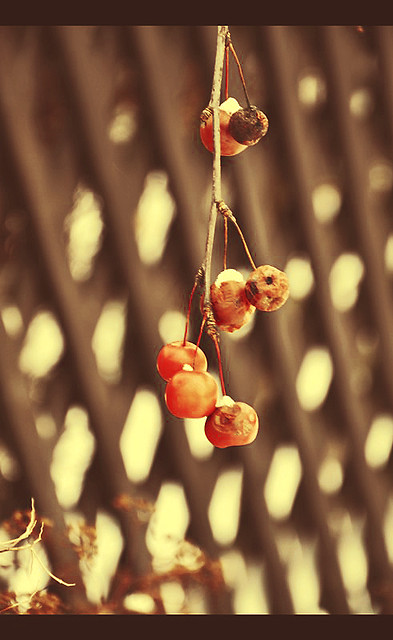 Cold apple