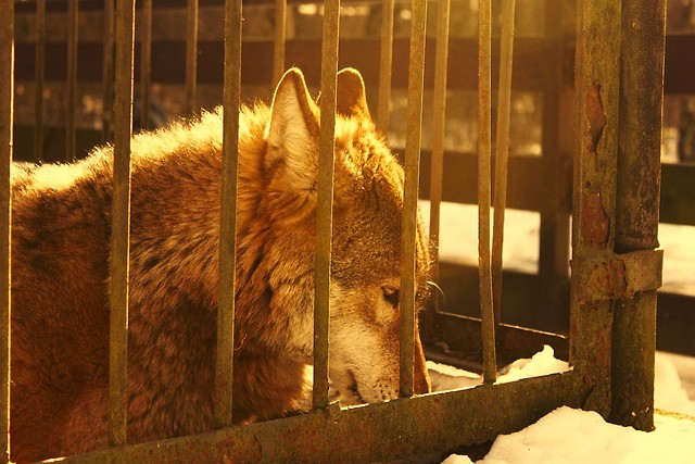 Wolf.