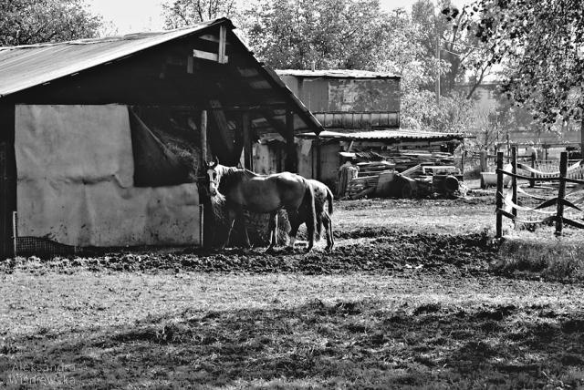 horse