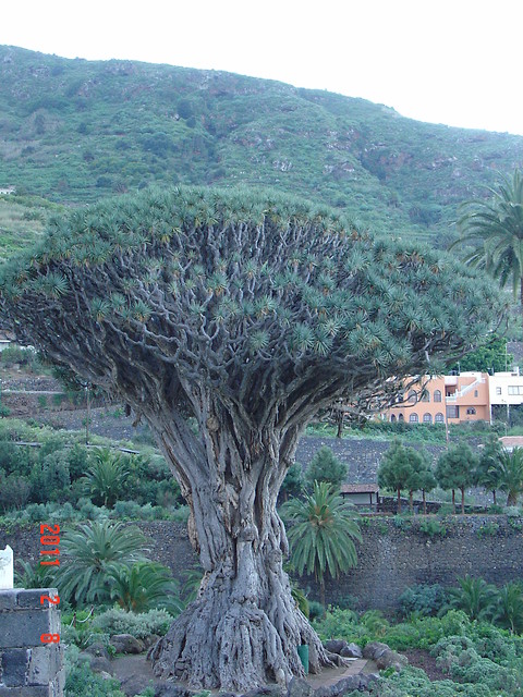 Wyspy Kanaryjskie, Teneryfa,