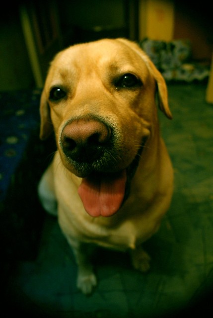 my 'little' dog