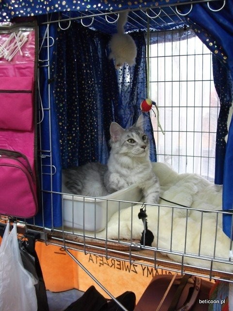 benita bluebastet*pl 