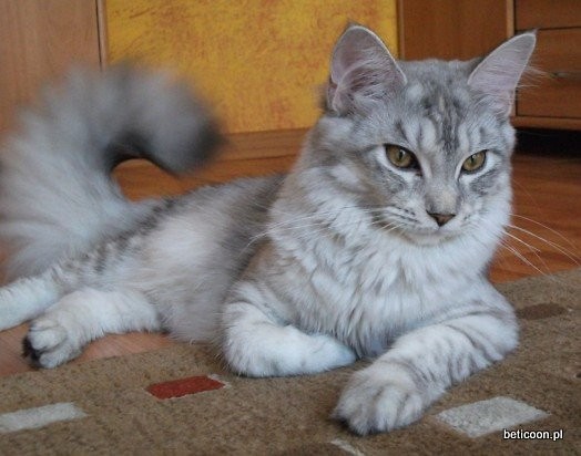 benita bluebastet*pl