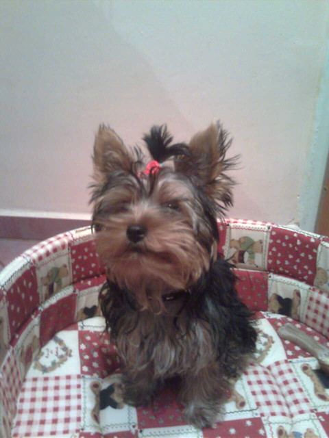 GWIAZDKA:):)