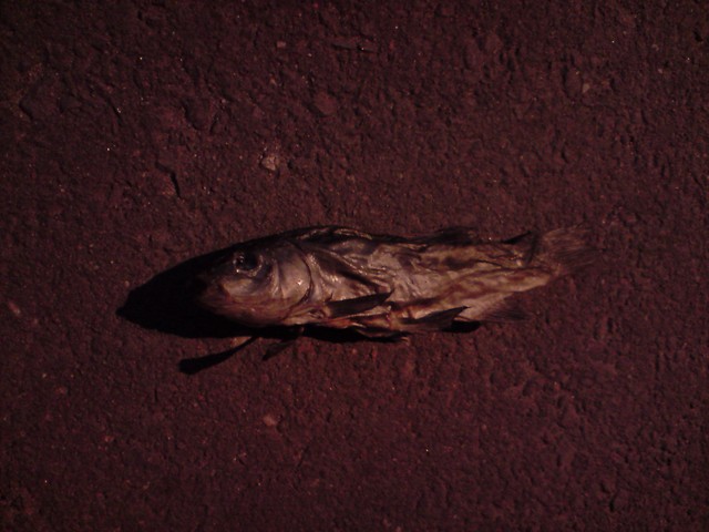 RYBCIA!