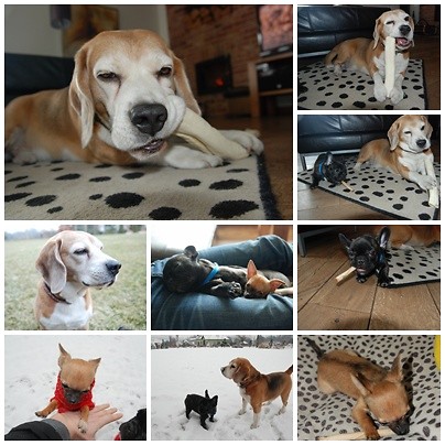 Dogs.