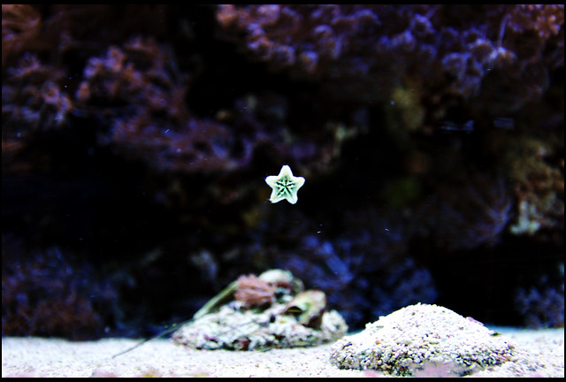 tiny starfish 