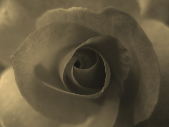 Rose :]