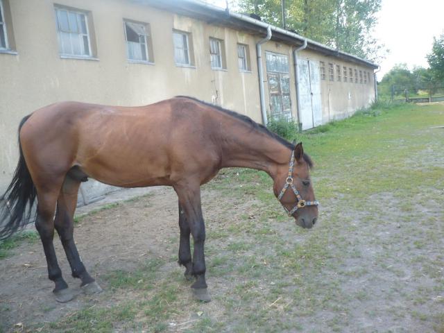 Colt