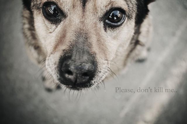 Please, don't kill me..
