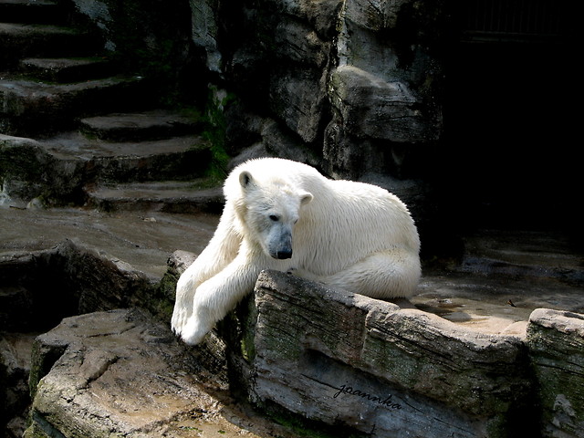 pa pa panie polarny