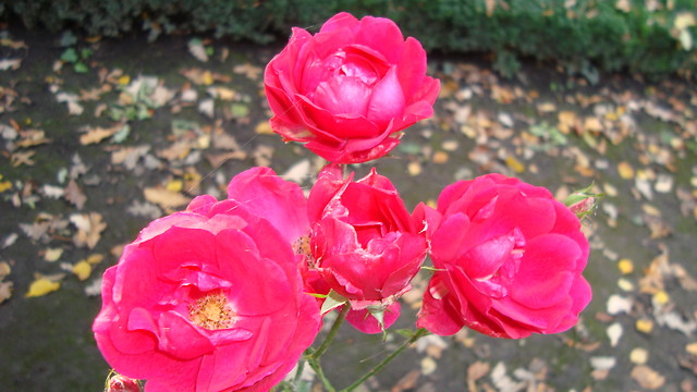 roses:)