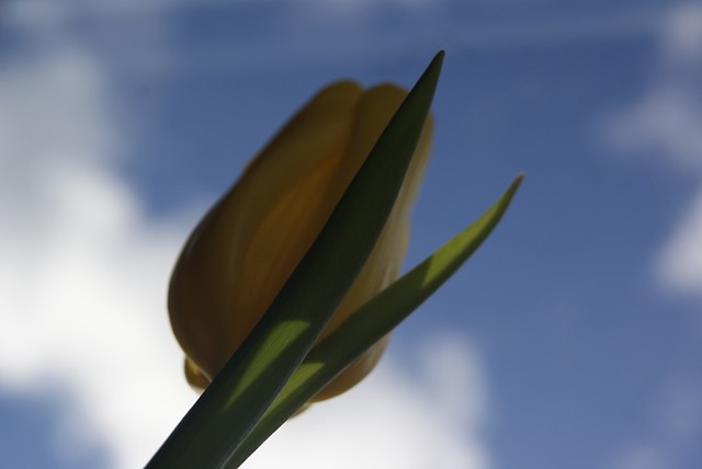 tulipanek