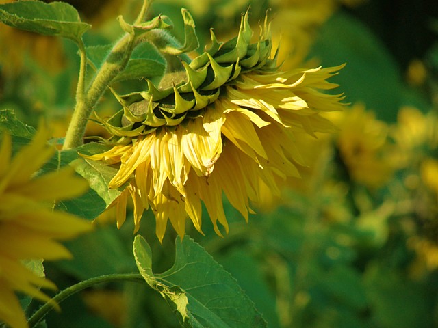 sunflower