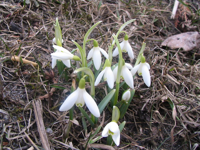 Wiosna 