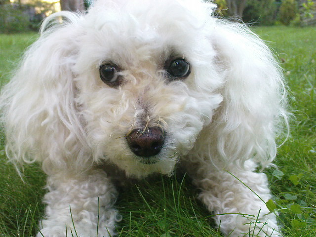 Puka ;*