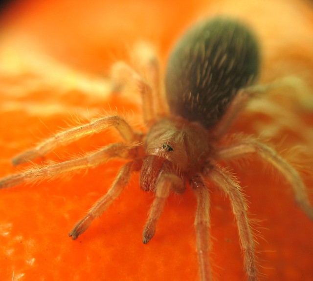 pomaraczka