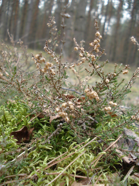 Kudzice 2011