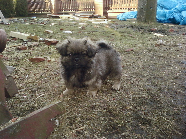 pytonek;D