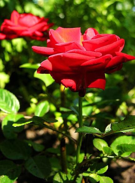 Wpis delicaterose