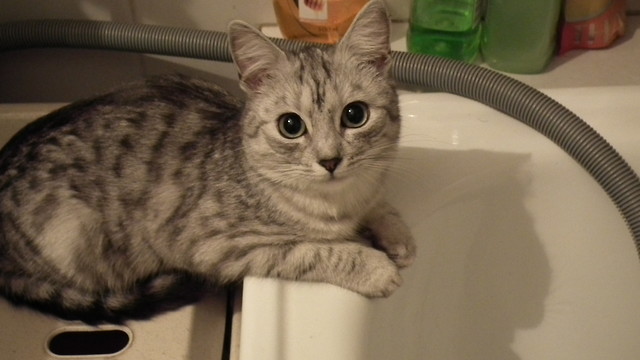 Felka