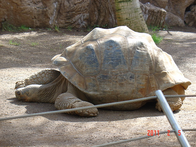 Wyspy Kanaryjskie, Teneryfa,