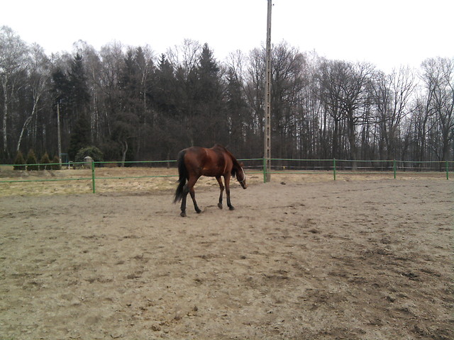 Wpis tobiano