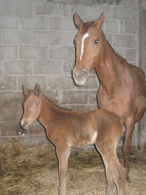 Nowy pupil na stajni