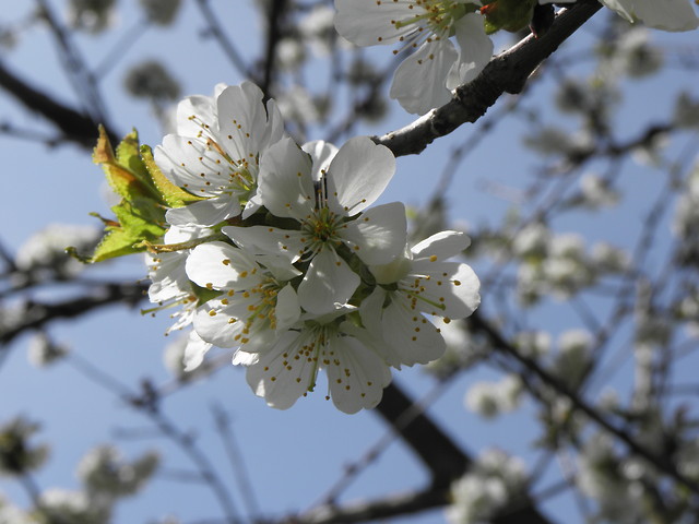 spring .