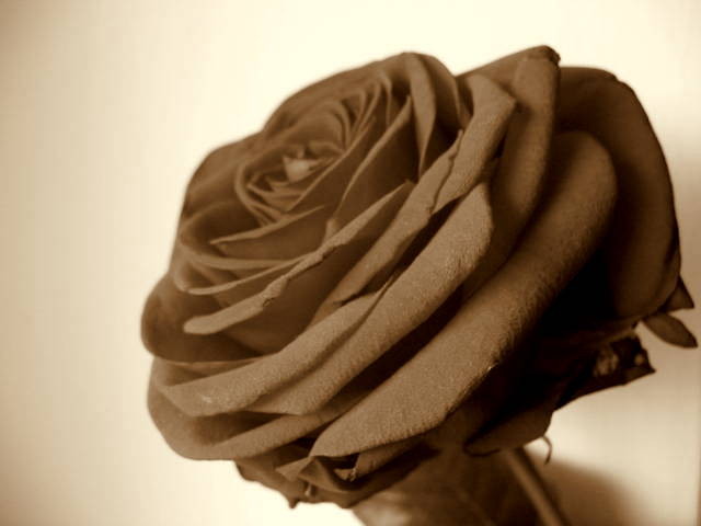 Wpis lostintheworldflowers