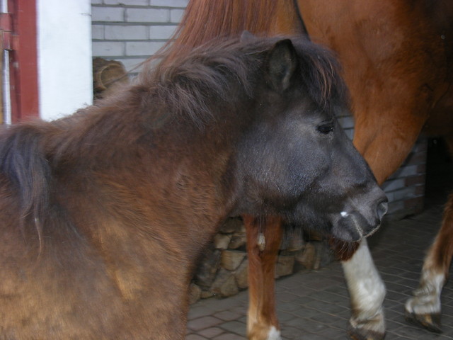 Faworytka