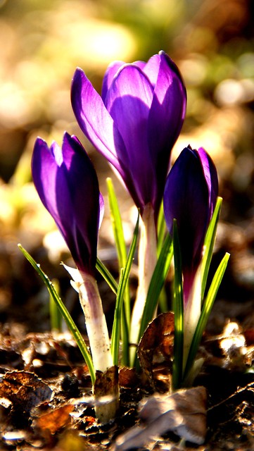 Wpis graaniola